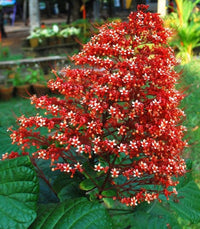 Rot Pagoda Blumensamen zur Aussaat – saisonal Dauerblüher – Traditionssorte & ohne Gentechnik Samen Hausgarten