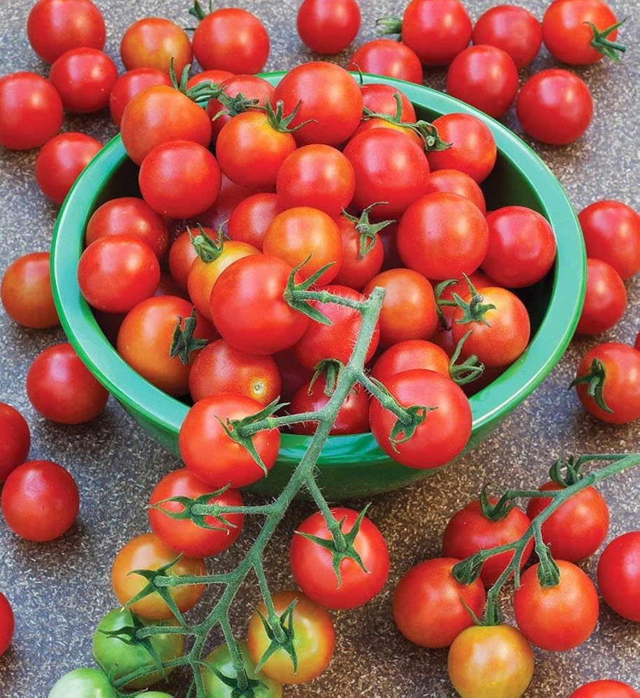 Cherry Tomatees Samen Solanum lycopersicum zum Pflanzen in Gemüse Patch & Garden