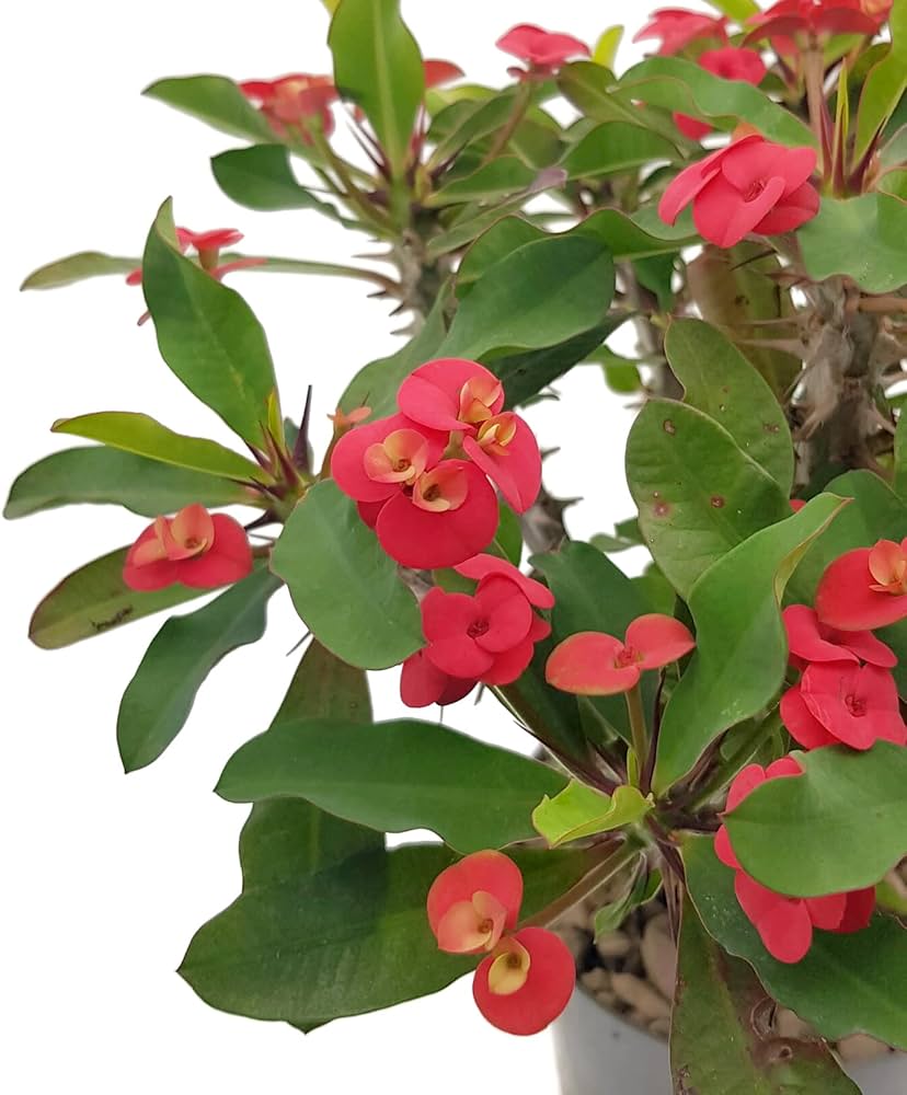Gemischt Euphorbia Milii Hybrid Blumensamen zur Aussaat – hochwertige Qualitäts- – Traditionssorte & ohne Gentechnik Samen Hausgarten