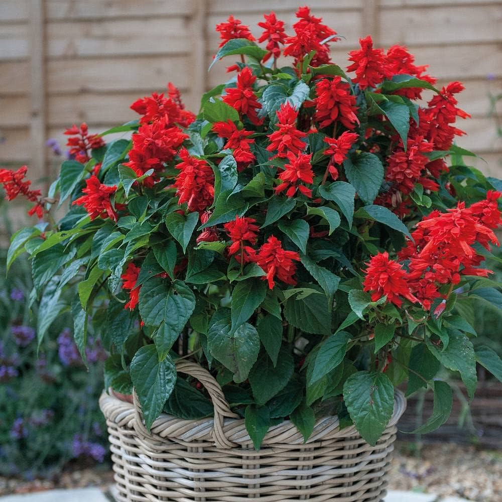 Salvia Sizzler Bordeaux Samen – Drought-Resistant mehrjährig Sage Blumen