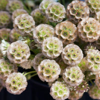 Drumstick (drumstick scabiosa) samen for anpflanzung in home garten