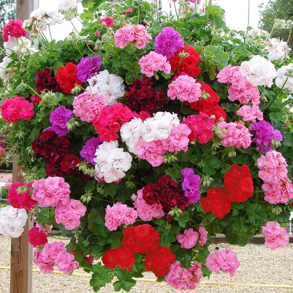 Gemischt Geranie Blumensamen zur Aussaat – hochwertige Qualitäts- – Traditionssorte & ohne Gentechnik Samen Hausgarten
