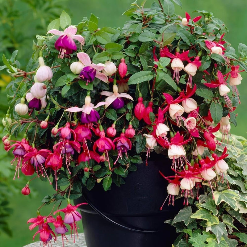 Schwarz Grün Fuchsie Blumensamen zur Aussaat Schnitt Blume beliebt Traditionssorte & ohne Gentechnik Samen Hausgarten