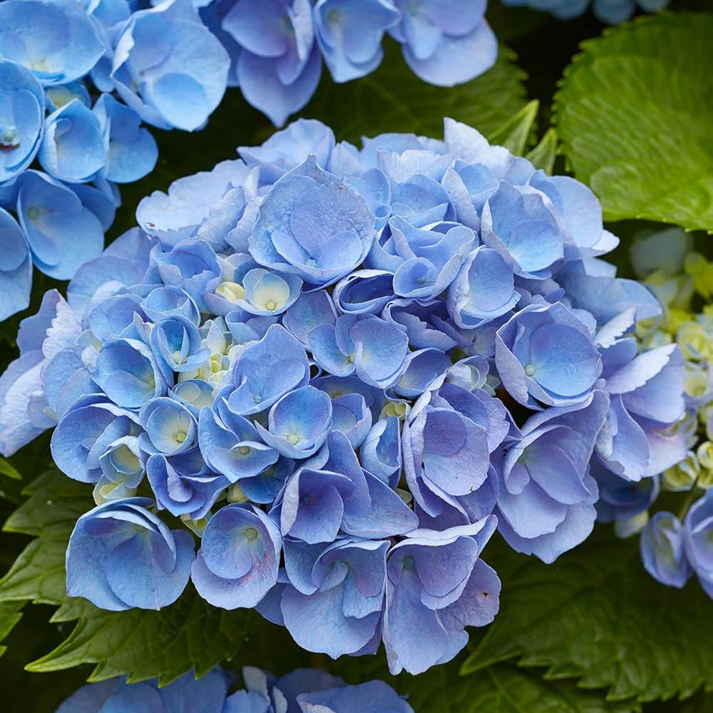 Hydrangea blume samen for anpflanzung compact growth heirloom & gmo free samen for home garten 
 
 sale samen for home garten anpflanzung