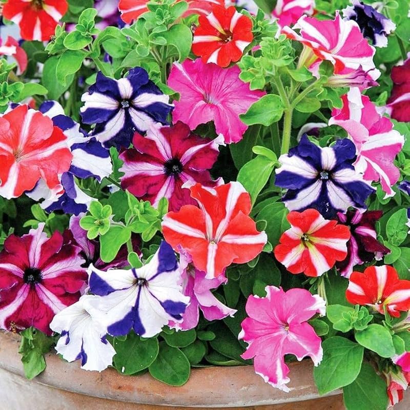 Pelletta petunia semi candypops picotee mix samen
