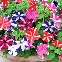 Pelletta petunia semi candypops picotee mix samen