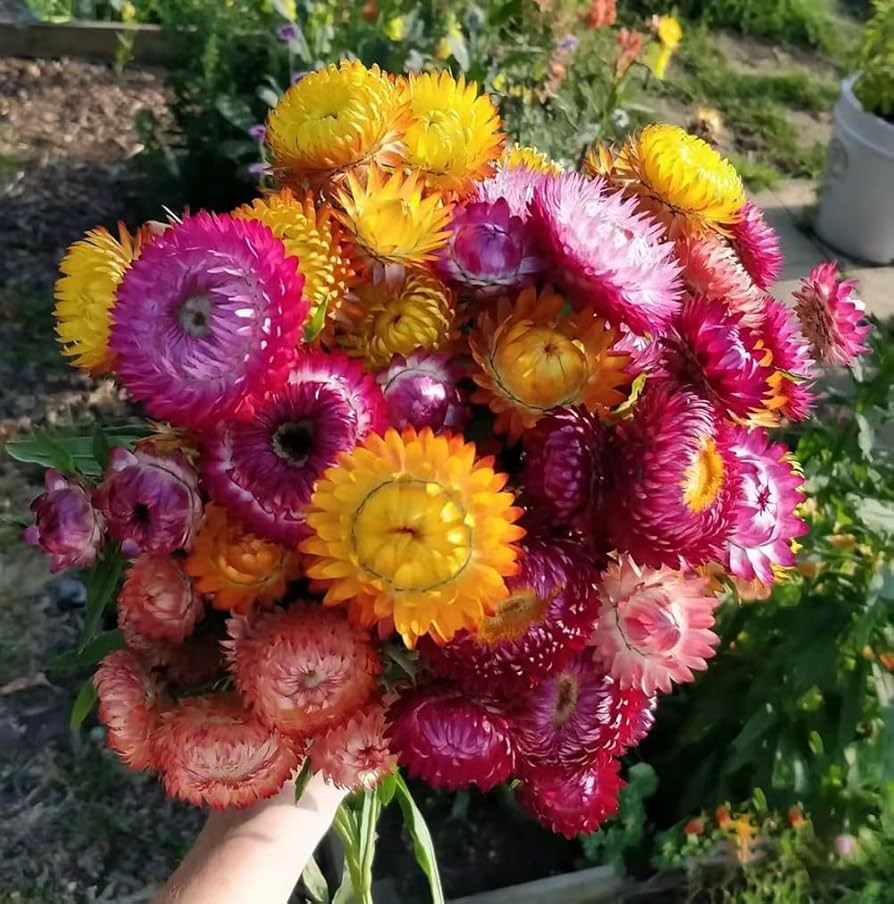 Gemischt Straw Blumensamen zur Aussaat – Bestäuber freundlich – Traditionssorte & ohne Gentechnik Samen Hausgarten