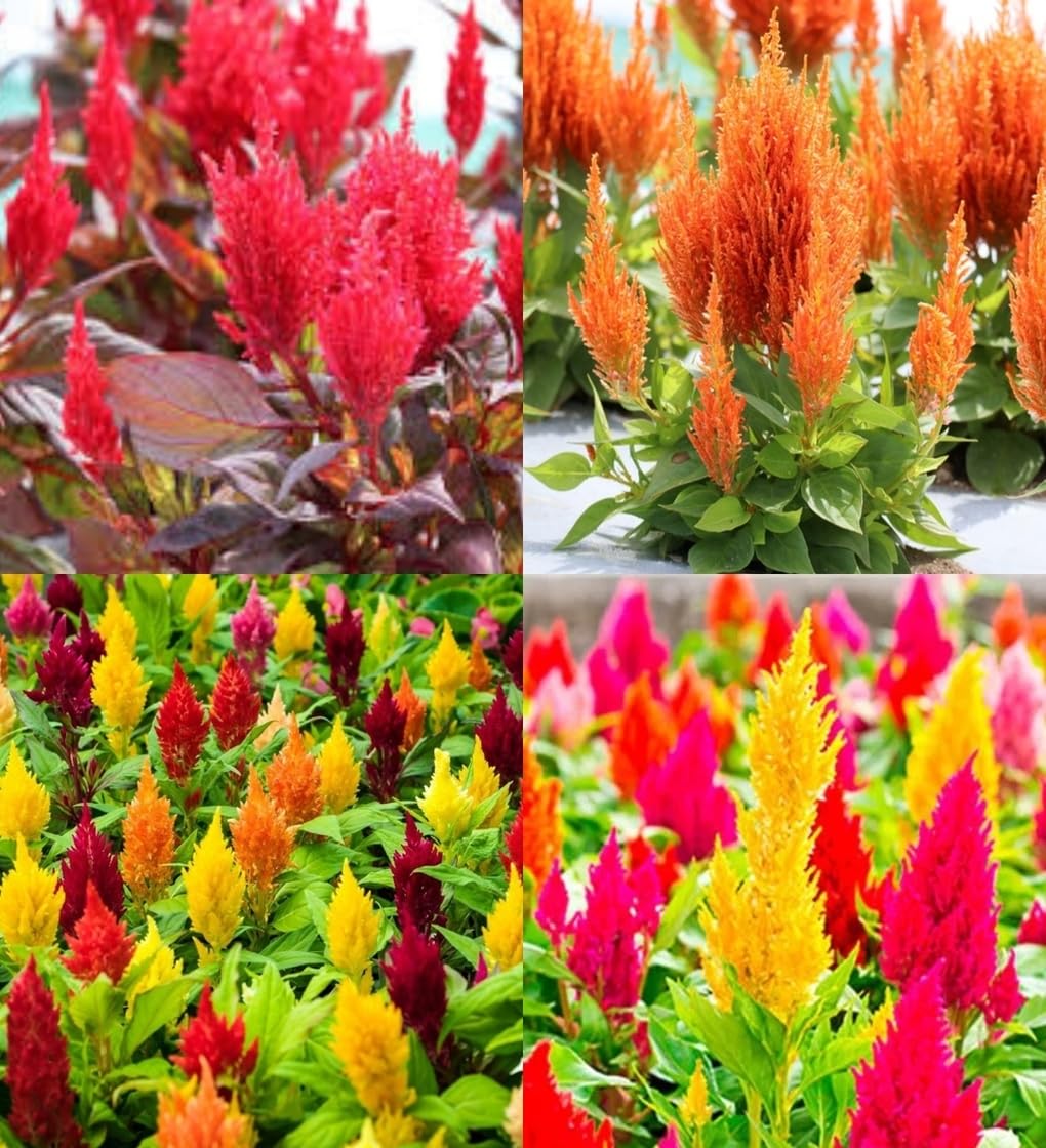 Traditionssorte Celosia Blumensamen zur Aussaat Anzucht Traditionssorte & ohne Gentechnik Samen Hausgarten