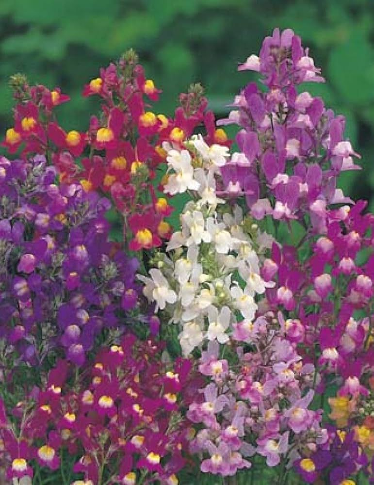 Lindaria licilia self-seeding annual blume samen