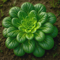 Green Tsoi Sim Gemüsesamen für einfache Aussaat
