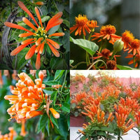 Pyrostegia Venusta Calathea Blumensamen zur Aussaat Schnitt Blume beliebt Traditionssorte & ohne Gentechnik Samen Hausgarten