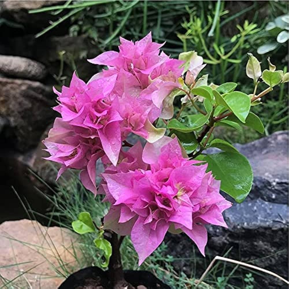 Drillingsblume Spectabilis Pflanzensamen leuchtend – kletternd Blumen