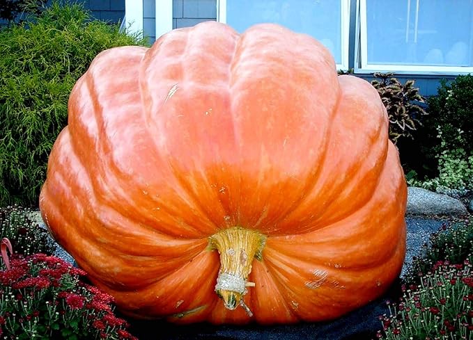 Riesige wallace whoppers pumpkin samen für aussaat gemüse samen