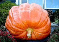 Riesige wallace whoppers pumpkin samen für aussaat gemüse samen