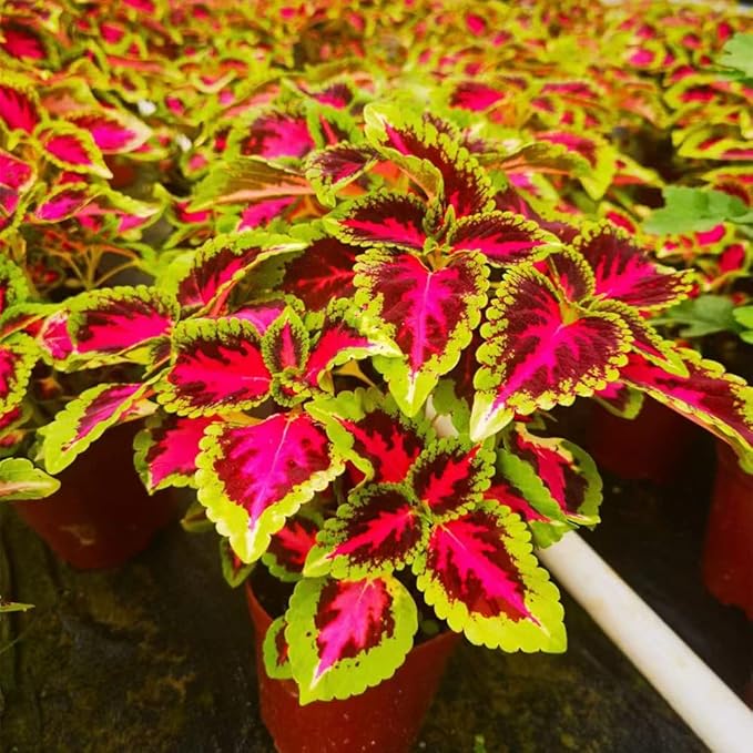 Selten Buntnessel Samen zur Aussaat Hausgarten Blume Beet