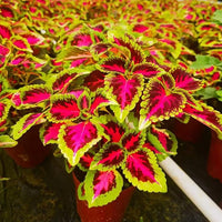 Selten Buntnessel Samen zur Aussaat Hausgarten Blume Beet