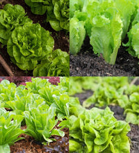 Lettuce Blumensamen zur Aussaat – leuchtend – Traditionssorte & ohne Gentechnik Samen Hausgarten
