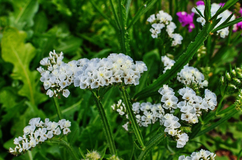 Sea lavender blume samen for anpflanzung - long bloom season, heirloom & gmo free samen for home garten
 
 sale for anpflanzung in home garten.