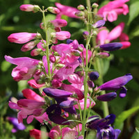 Mischung Penstemon Barbatus Blumensamen zur Aussaat – hochwertige Qualitäts- – Traditionssorte & ohne Gentechnik Samen Hausgarten