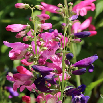 Mischung Penstemon Barbatus Blumensamen zur Aussaat – hochwertige Qualitäts- – Traditionssorte & ohne Gentechnik Samen Hausgarten