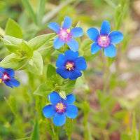 Blau PIMPERNEL Samen Blau Blumen