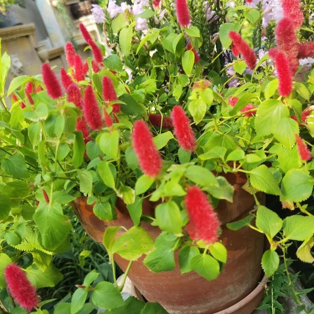 Acalypha Blumensamen zur Aussaat – robust Sorte – Traditionssorte & ohne Gentechnik Samen Hausgarten