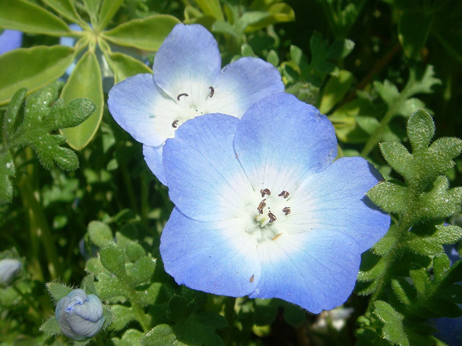 klein Blau Eyes Samen zur Aussaat Blume Beet Hausgarten