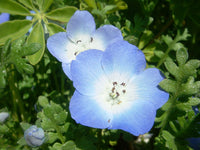 klein Blau Eyes Samen zur Aussaat Blume Beet Hausgarten
