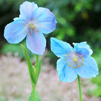 Himalayan Blau Poppy Samen zur Aussaat Meconopsis Betonicifolia Cool Gärten