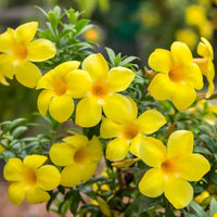 Pentalinon Luteum Blumensamen zur Aussaat robust Sorte Traditionssorte & ohne Gentechnik Samen Hausgarten