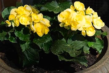 Gelb geranium blume samen for anpflanzung - hardy variety, heirloom & gmo free samen for home garten
 
 sale for anpflanzung in home garten