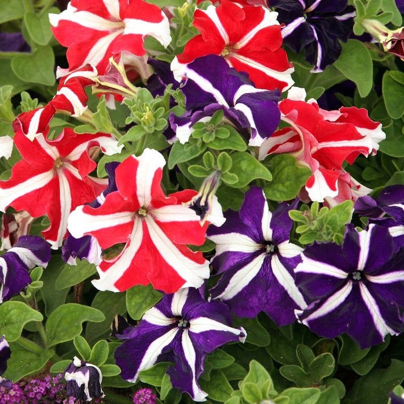 Pellettato petunia semi limbo viola petunia semi samen