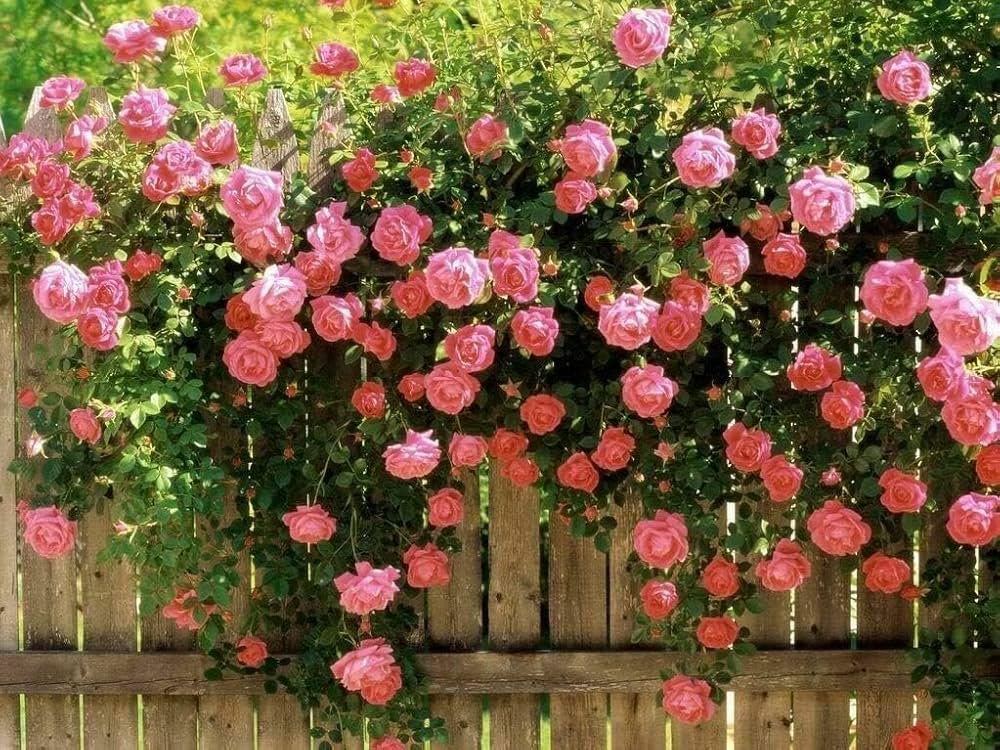 Rosa Rose Baum Blumensamen zur Aussaat – farbenfroh Schau Traditionssorte & ohne Gentechnik Samen Hausgarten