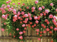 Rosa Rose Baum Blumensamen zur Aussaat – farbenfroh Schau Traditionssorte & ohne Gentechnik Samen Hausgarten