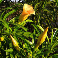 Gelb alpine bottlebrush blume samen for anpflanzung - hardy variety, heirloom & gmo free samen for home garten
 
 sale samen for anpflanzung in home garten