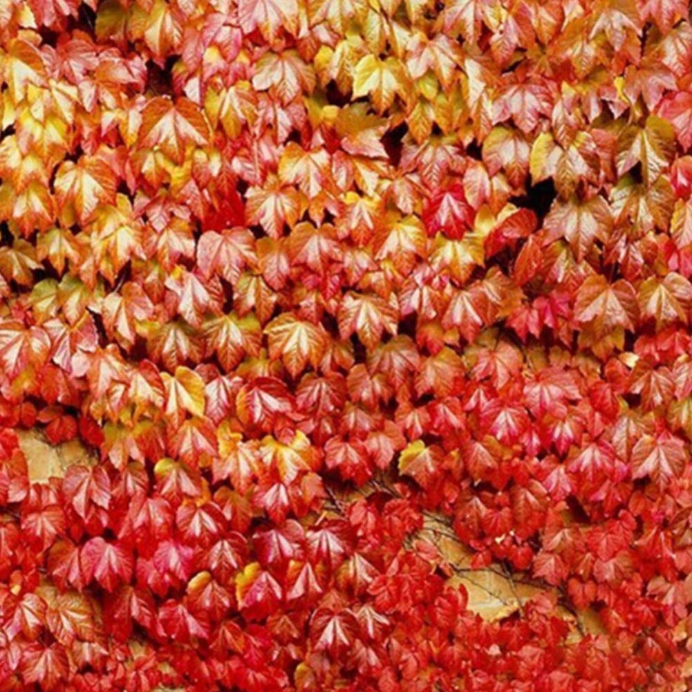 Parthenocissus Tricuspidata Samen Blumensamen zur Aussaat kompakt Wuchs Traditionssorte & ohne Gentechnik Samen Hausgarten