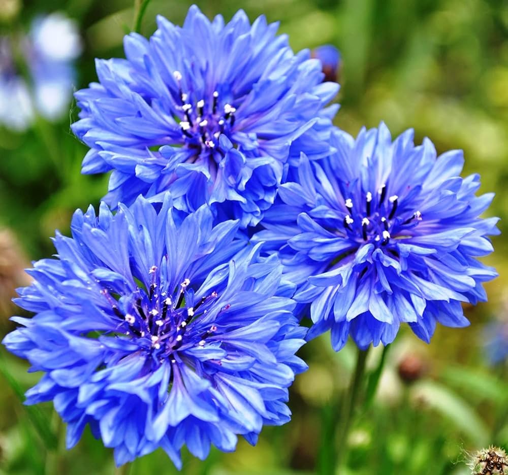 Centaurea florence series mix samen for cottage border gardens