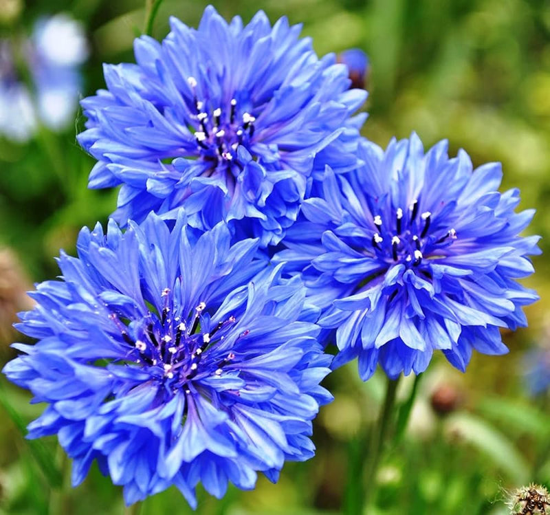 Centaurea florence series mix samen for cottage border gardens
