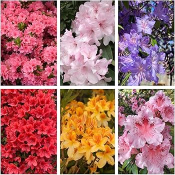 Gemischt Satsuki Mischfarben Blumensamen zur Aussaat – farbenfroh Schau – Traditionssorte & ohne Gentechnik Samen Hausgarten