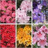 Gemischt Satsuki Mischfarben Blumensamen zur Aussaat – farbenfroh Schau – Traditionssorte & ohne Gentechnik Samen Hausgarten