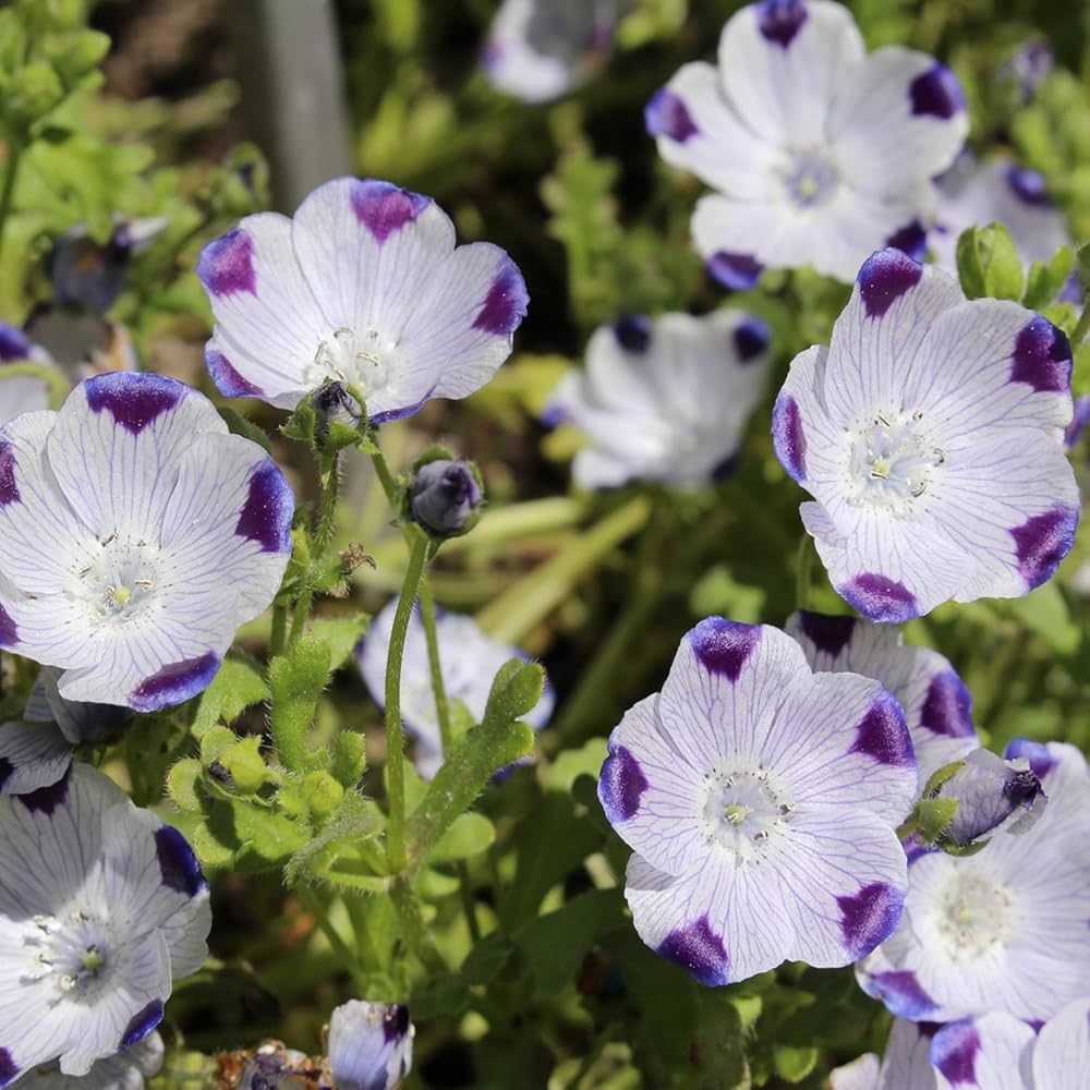 Five spot nemophila maculata for anpflanzung in blume bed