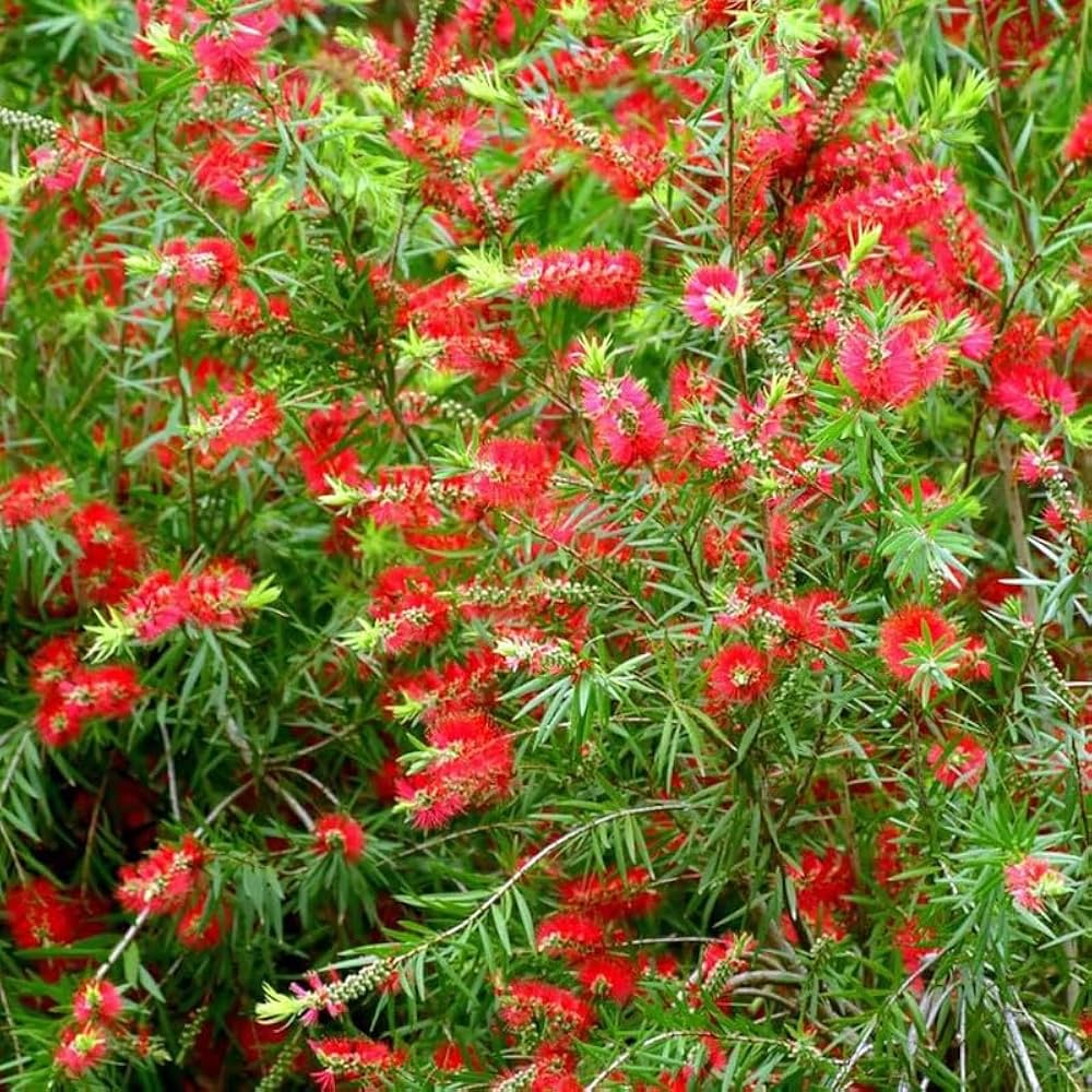 BottleBrush Blumensamen zur Aussaat kompakt Wuchs Traditionssorte & ohne Gentechnik Samen Hausgarten