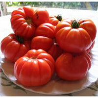 Aussie Tomate Paste Samen zum Pflanzen Home Gemüse Kitchen Garden