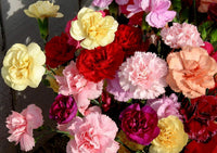 Dianthus rose carnation blume samen for home garten anpflanzung