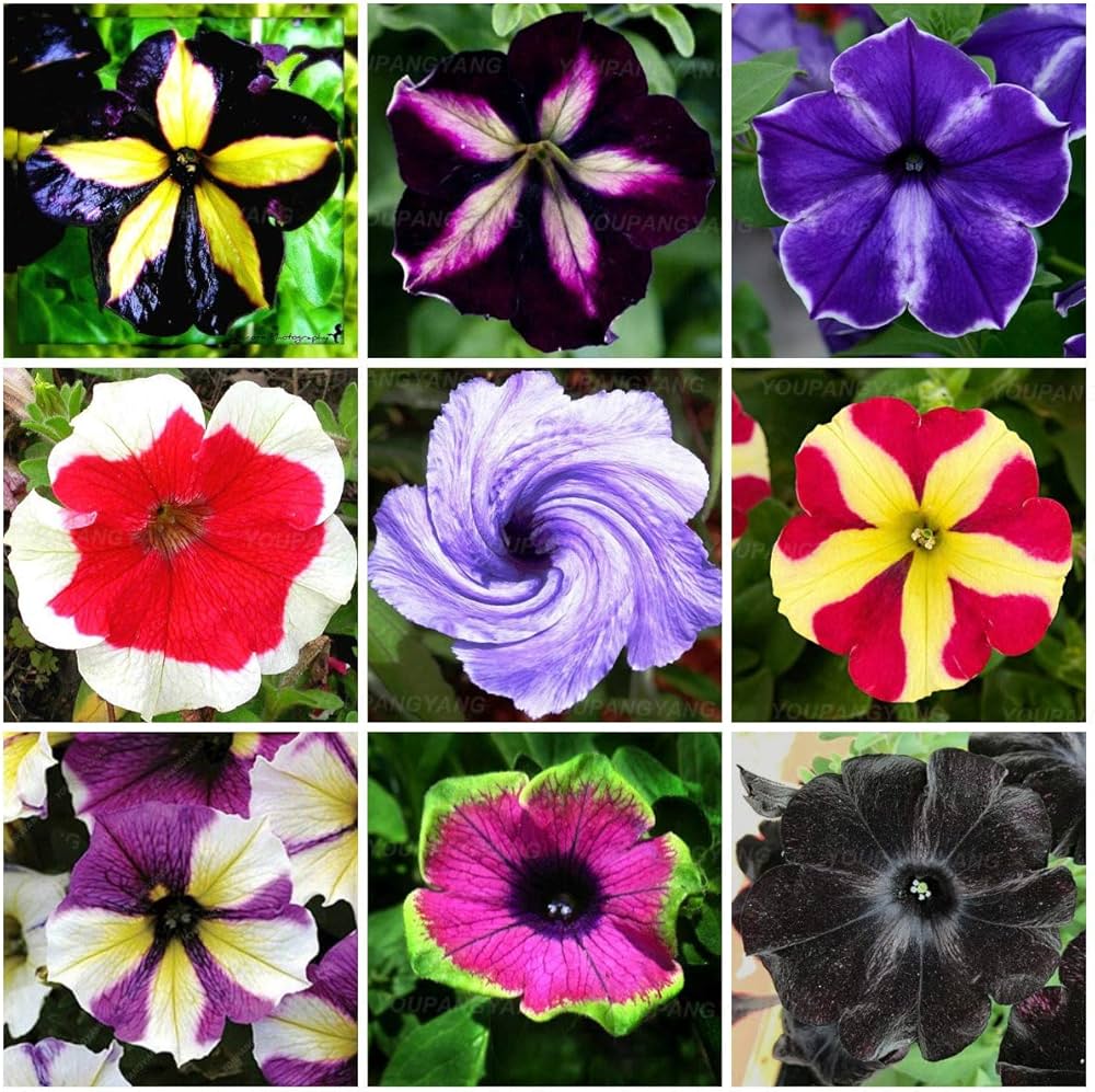 Pellettato Candypops Vena Mischung Pellettato Petunie Semi Giardino