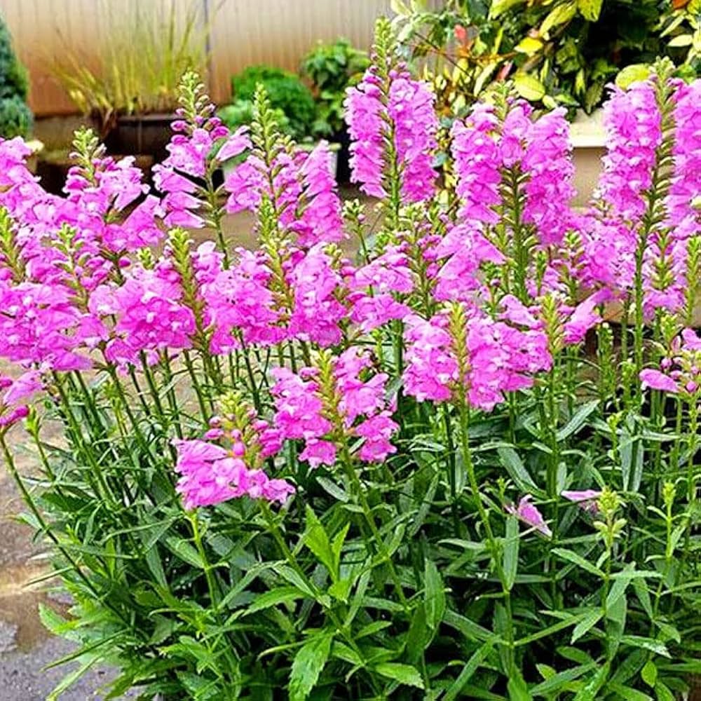 Rosa Physostegia Blumensamen zur Aussaat – leuchtend Blüten – Traditionssorte & ohne Gentechnik Samen Hausgarten