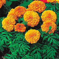 Studentenblume Tagetes Blumensamen