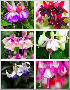 Fuchsia blume samen for diy potted blumen and bell-shaped blooms