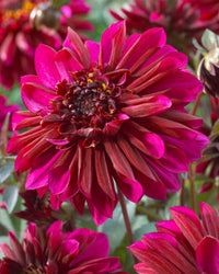 dunkel Rosa Flamingoblume Blumensamen zur Aussaat saisonal Dauerblüher Traditionssorte & ohne Gentechnik Samen Hausgarten