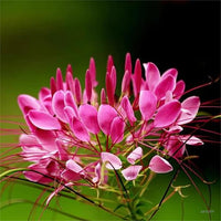 Cleome Queen Blumensamen leuchtend Cleome Blüten
